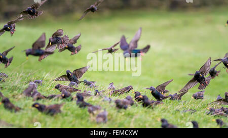 A chattering of starlings coming in to feed, Yorkshire, England Stock Photo