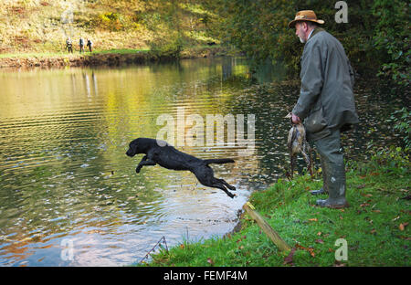 A black Labrador Retriever leaping into a lake to retrieve a Pheasant Stock Photo