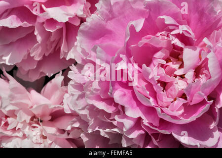 Huge frilly pink Peony blooms seen in close up with a mass of petals filling the frame. Stock Photo