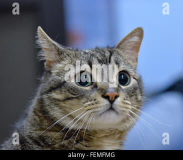 Wantagh, New York, USA. 7th February 2016. Tabby cat ALEXANDER, the Mayor of Last Hope Rescue, is available for adoption during Last Hope Animal Rescue's Open House during Hallmark Channel Kitten Bowl III. Alexander appeared on the TV show with its host B. Stern. The adoption center's guests watched the game on TV and cheered on their team, the Last Hope Lions. Over 100 adoptable kittens from Last Hope Inc and North Shore Animal League America participated in the taped games, and the Home and Family Felines won the 2016 championship, which first aired the day of Super Bowl 50. Stock Photo