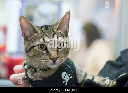 Wantagh, New York, USA. 7th February 2016. Wearing a harness with skull and crossbones, TIGER the tabby cat, one of the team players in the Hallmark Channel Kitten Bowl III, is with his new family, CHARLIE BROWN, who's holding the star whose new name is Yogi, and M. BENEDETTO,  of Massapequa, at Last Hope Animal Rescue's Open House, where the center's guests watch the game on TV and cheer on their team, the Last Hope Lions. Over 100 adoptable kittens from Last Hope Inc and North Shore Animal League America participated in the taped games, and the Home and Family Felines won the 2016 championsh Stock Photo