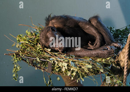Chimpanzee (Pan troglodytes) in the Budongo trail enclosure in ...