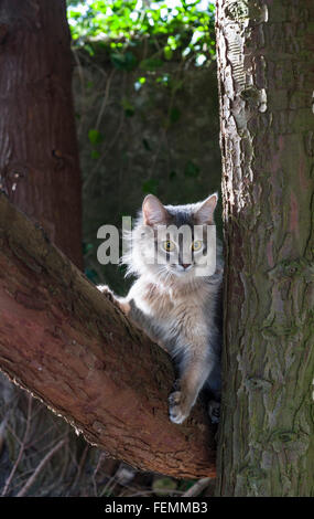 Seven month old blue Somali longhair kitten. Climbing garden trees. Stock Photo