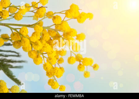 Branch of the blossoming yellow mimosa on a color background Stock Photo
