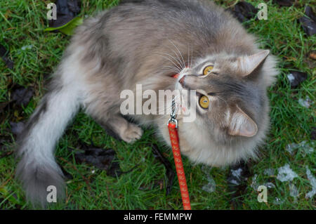 Seven month old blue Somali longhair kitten. On lead. Stock Photo