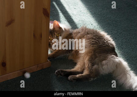 Seven month old blue Somali longhair kitten. Enjoying sunshine indoors. Stock Photo