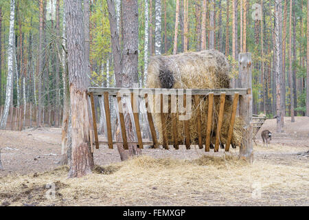 Manger with hay for a deer in the forest. Stock Photo