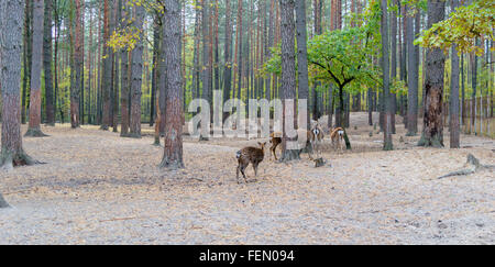 Herd of roe deer grazing in a forest. Stock Photo