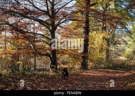 Borders Abbeys Way trail through woodland in autumn near St Boswells, Scottish Borders, Scotland, UK, Britain Stock Photo