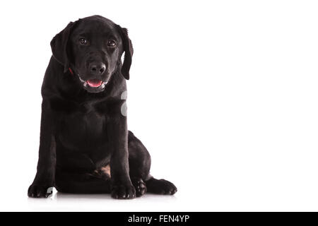 Beautiful black Labrador isolated on white background. Stock Photo