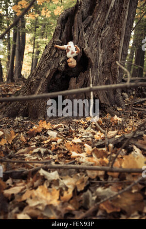 A bloody baby doll is stuck in the side of a tree in the woods Stock Photo