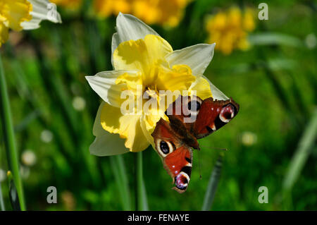 Peacock Butterfly on daffodil, stourton, wiltshire, UK, Stock Photo