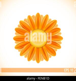 vector orange color gerbera flower Stock Vector