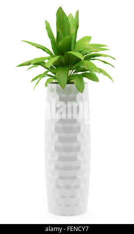houseplant in pot isolated on white background Stock Photo - Alamy