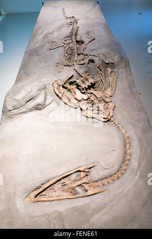 Dinosaur fossil museum in Meride, UNESCO World Heritage Site Monte San Giorgio, Ticino, Switzerland Stock Photo