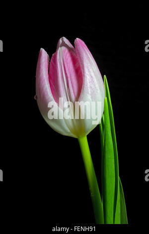 Pink Tulip on Black Background Stock Photo