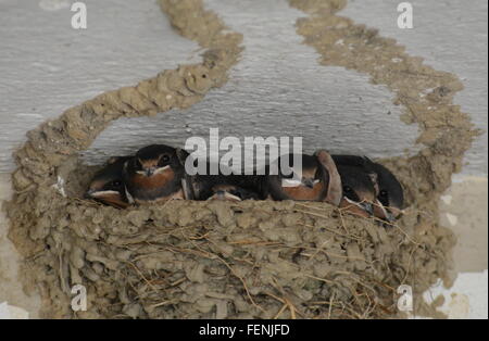 Barn swallow (Hirundo rustica) chicks in nest in Greece. Nesting birds, swallows, wildlife. Stock Photo