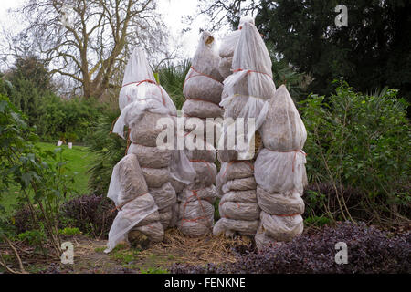 Palm trees wrapped for winter in Battersea Park ornamental garden in London Stock Photo