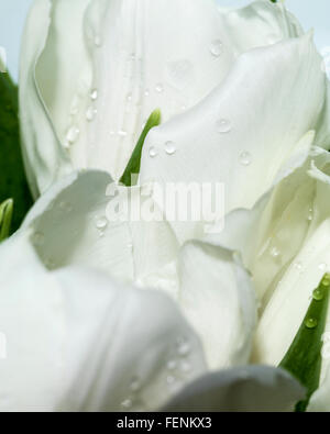 White tulips with water drops Stock Photo