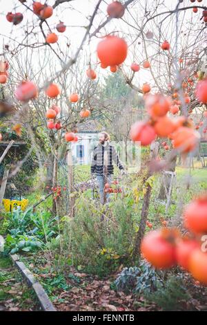 View through persimmon tree of mid adult man in garden, looking away Stock Photo