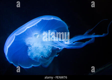 Close-Up Of Jellyfish Against Black Background