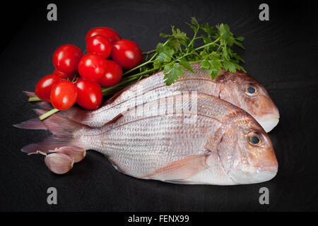 Dentex Fish Stock Photo