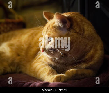 Tabby cat resting on pad with evening sun coming in from window Stock Photo