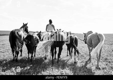B&W rear view image of woman riding and leading six horses in field Stock Photo