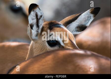 Impala (Aepyceros melampus), Lake Nakuru National Park, Kenya Stock Photo