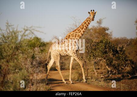 Giraffe, Kruger National Park, South Africa Stock Photo