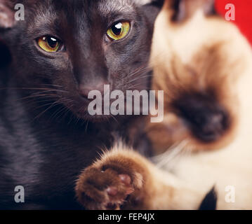 oriental shorthair and thai cats sleeps on sofa Stock Photo