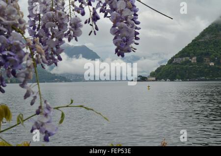 Close-Up Of Purple Wisteria Flowers With Mountain In Background