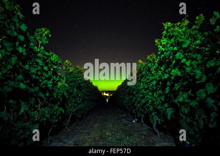 Vineyard at night, Naramata Bench, British Columbia, Canada Stock Photo