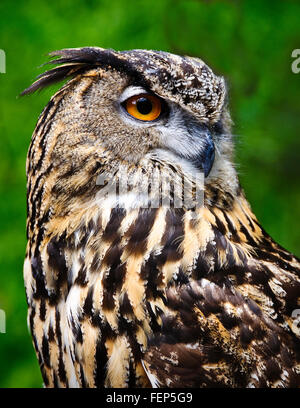 Profile view of Great Horned Owl Stock Photo