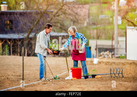 Senior couple planting seedling into the ground in back yard Stock Photo