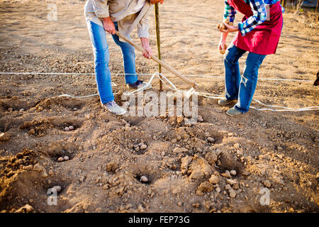 Unrecognizable senior couple planting potatoes in a row into gro Stock Photo