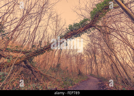 Ivy on a tree in a forest at autumn Stock Photo