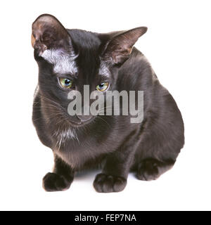 black oriental shorthair cat, isolated on white background Stock Photo