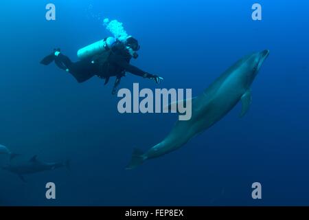 Underwater view of diver reaching for bottlenose dolphin, Revillagigedo Islands, Colima, Mexico