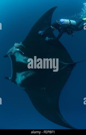 Underwater view of diver touching giant pacific manta ray, Revillagigedo Islands, Colima, Mexico Stock Photo