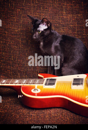 black oriental shorthair cat sitting near electric guitar Stock Photo