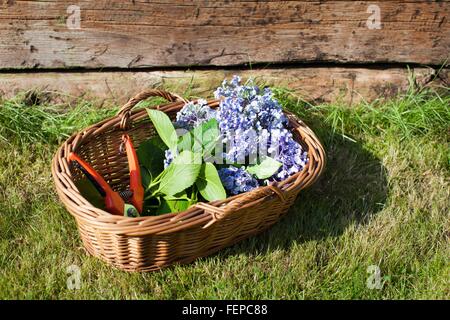 Wicker basket with cut flowers and secateurs, still life Stock Photo
