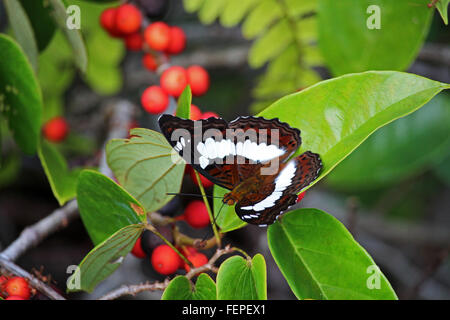 GUNUNG MULU/MALAYSIA - CIRCA NOVEMBER 2015: Close up of a colorful butterfly on green leafs and surrounded by red berries Stock Photo