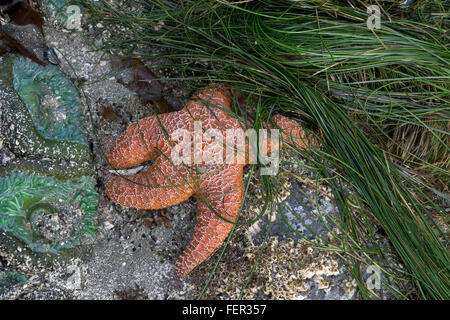 Orange Pisaster ochraceus at low tide, Chesterman Beach, Tofino, British Columbia Stock Photo