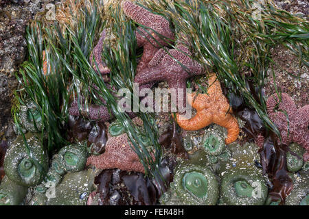 Low tide with sea stars, anemones and eelgrass, Chesterman Beach, Tofino, British Columbia Stock Photo