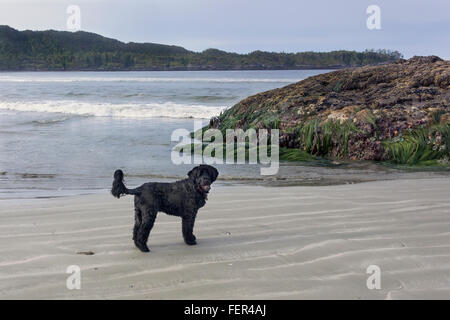 Low tide with dog, eelgrass, sea starts, and anemones, Chesterman Beach, Tofino, British Columbia Stock Photo