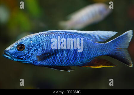 Electric Blue Hap African Cichlid in a freshwater Ripleys Aquarium Toronto Stock Photo