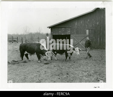 DeSoto Co Coop, Herd Sire Stock Photo