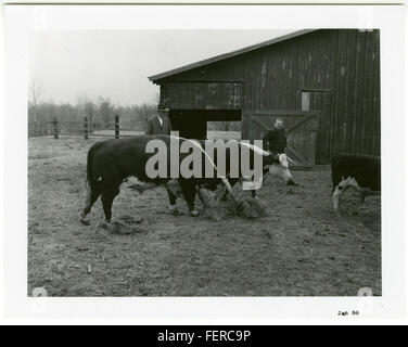 DeSoto Co Coop, Herd Sire Stock Photo