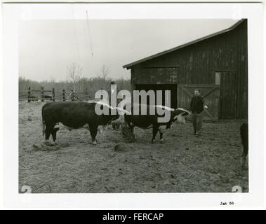 DeSoto Co Coop, Herd Sire Stock Photo